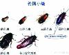 (生活百科)科學新知／驚！蟑螂被踩死的「大強」　還能繁衍出細小「小強」？(2P)